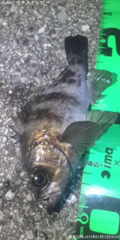 ��Х������