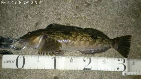 �����ʥ�