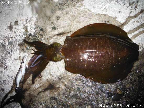 �����ꥤ��