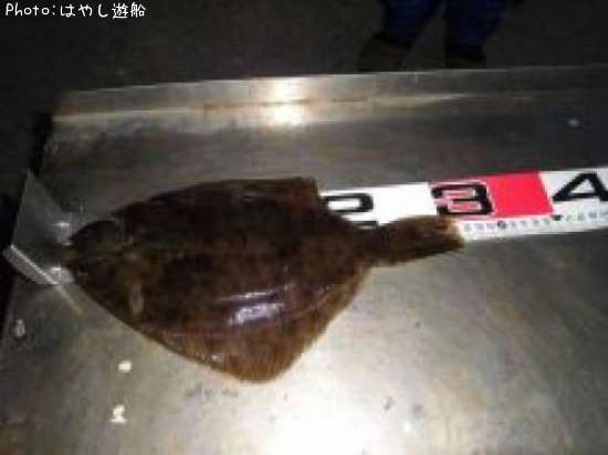 �ޥ����쥤