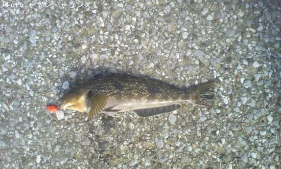 �����ʥ�