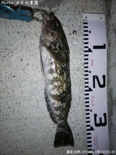 �����ʥ�