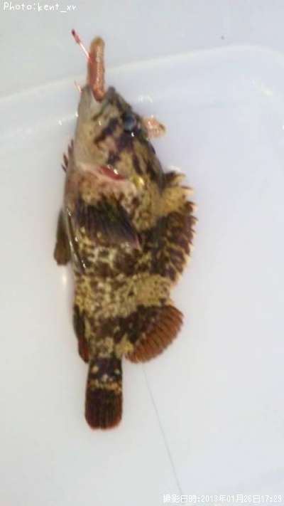 �����Υ���Х�