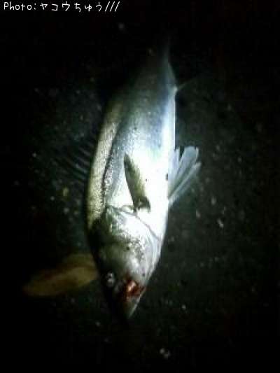 �����Х�