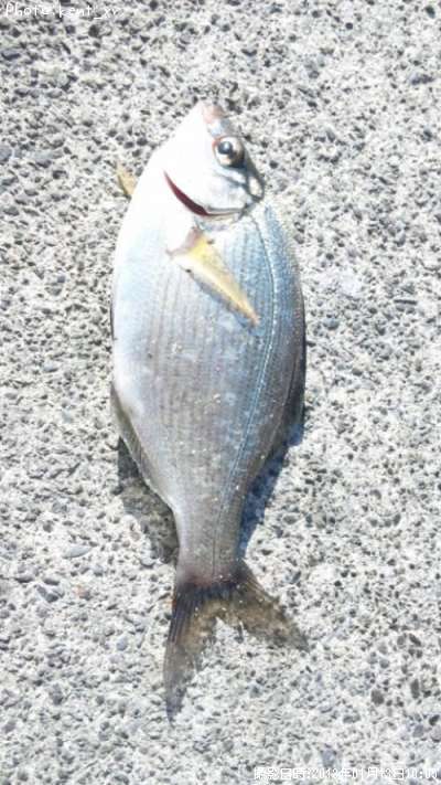 ���ߥ��ʥ�