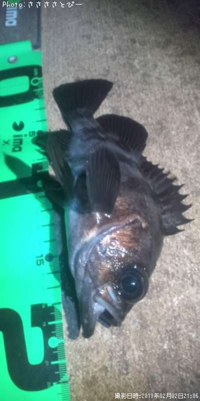 ���ꥢ��Х�