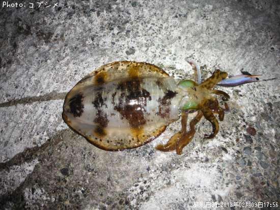 �����ꥤ��