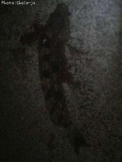 �����ʥ�