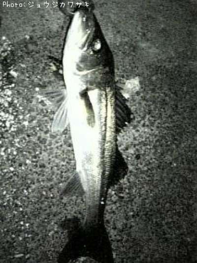 �����Х�