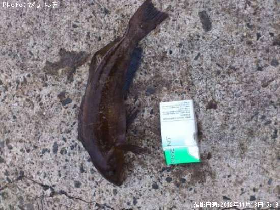 �����ʥ�