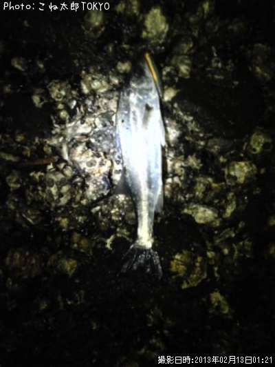 �����Х�