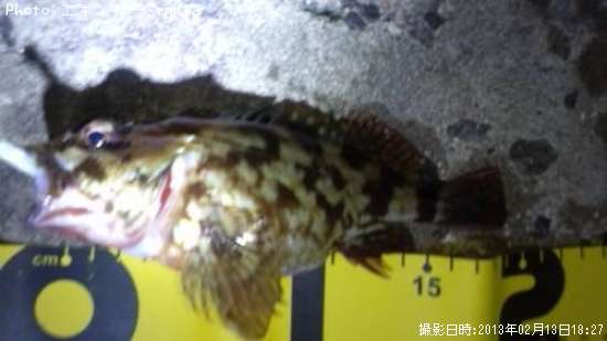 ���������ʥ������