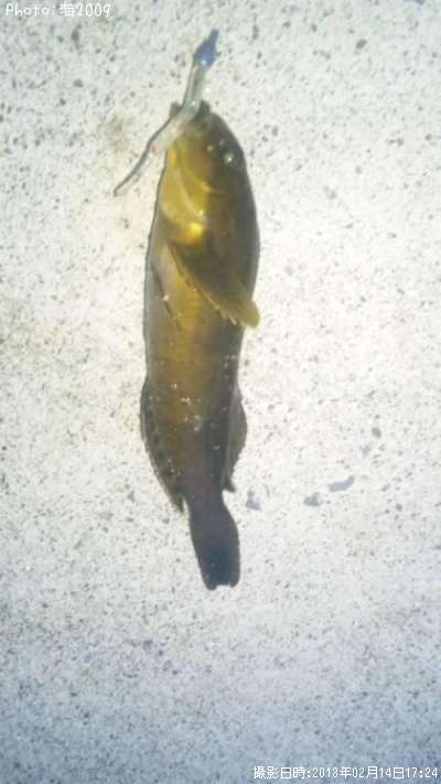 �����ʥ�