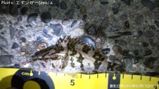 �����Υ���Х�