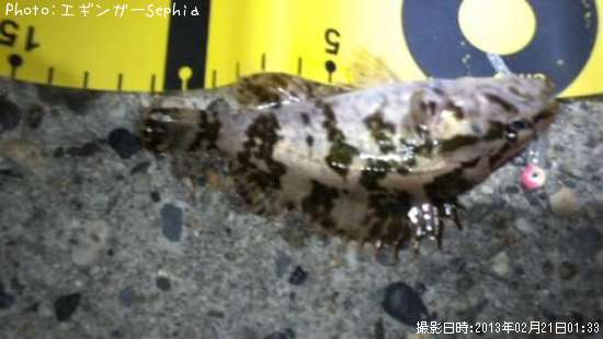 �����Υ���Х�