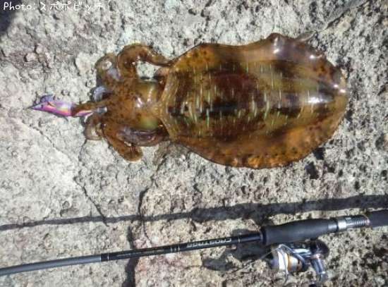 �����ꥤ��