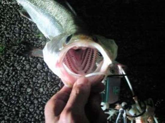 �����Х�