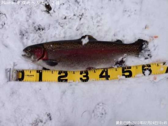 �쥤��ܡ��ȥ饦��