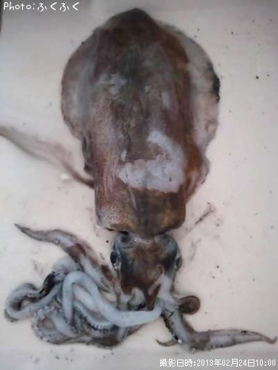 �����ꥤ��