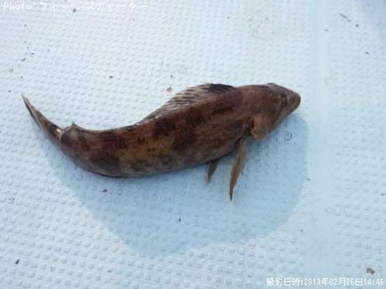 �����ʥ�