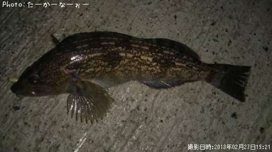 �����ʥ�