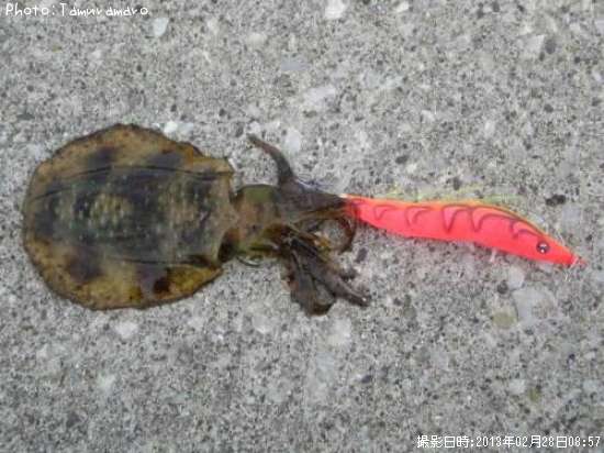 �����ꥤ��