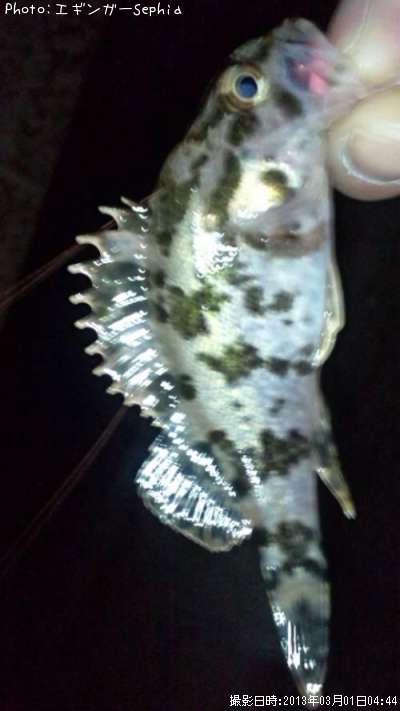 �����Υ���Х�