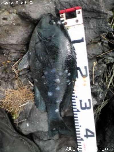 �����᥸��