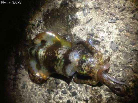 �����ꥤ��