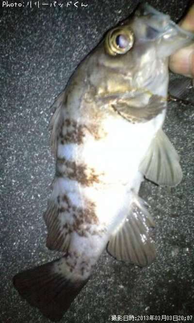 ��Х�����