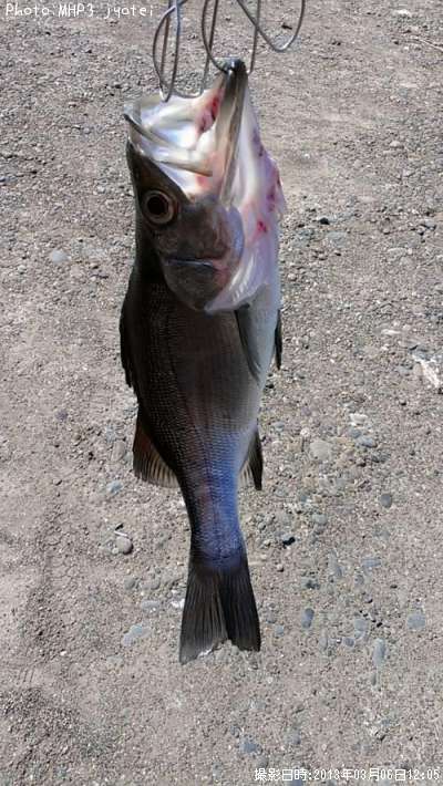 �ҥ饻����