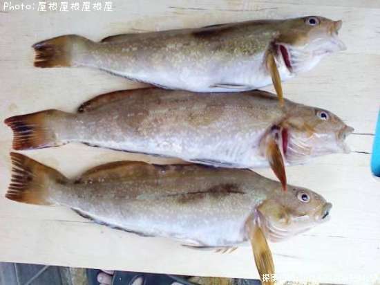 �����ʥ�����ʾС�