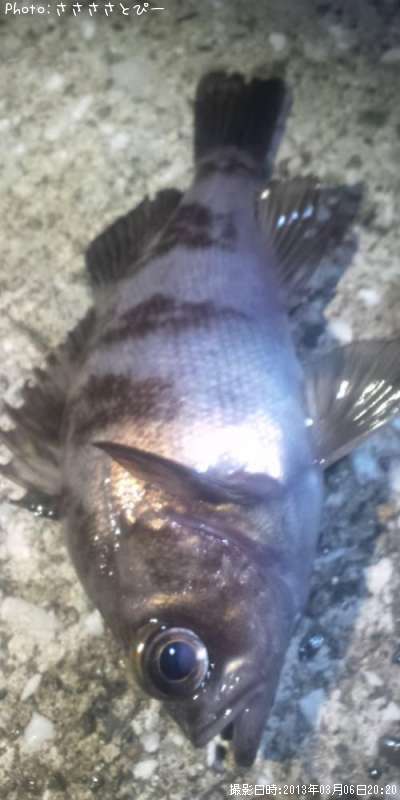 ���ꥢ��Х�