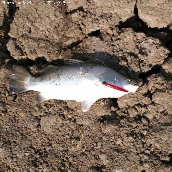 �Х�ޥ�ǥ���