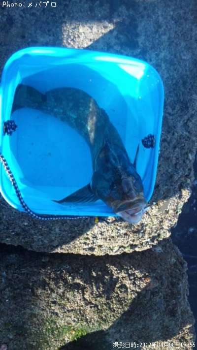 �����ʥ�