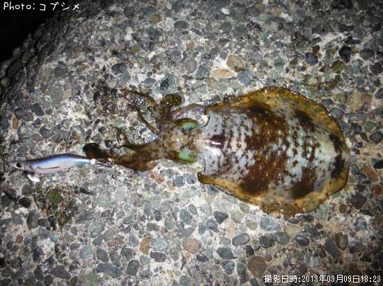 �����ꥤ��