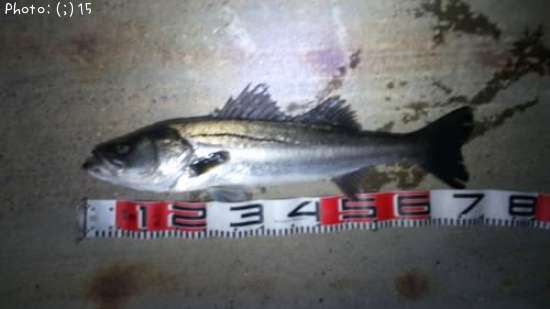 �����Ф�