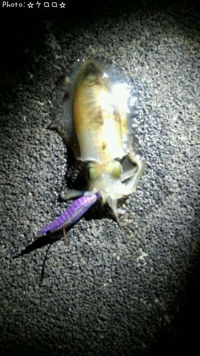 �����ꥤ��