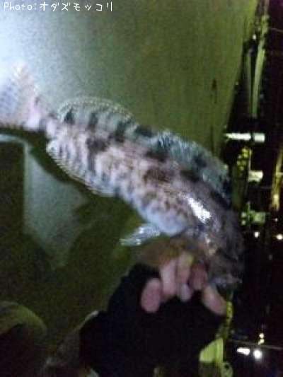 �����ʥ�