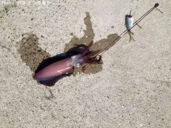 �����ꥤ��