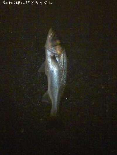 �����Х�