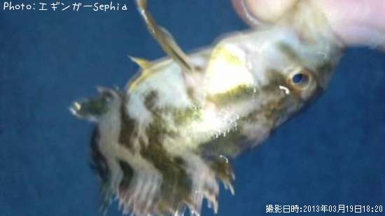 �����Υ���Х�