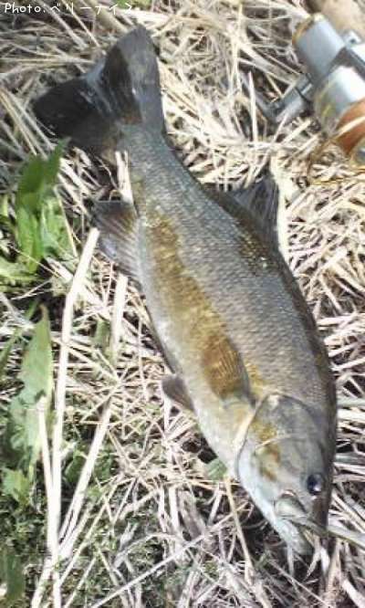 ���⡼��ޥ����Х�