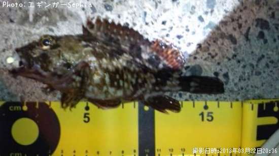 ���������ʥ������