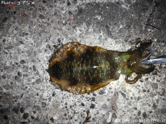 �����ꥤ��