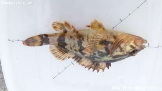 �����Υ���Х�