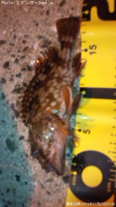 ���������ʥ������