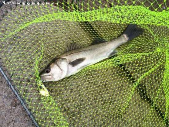 �����Х�