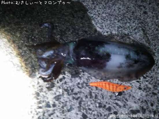 �����ꥤ��