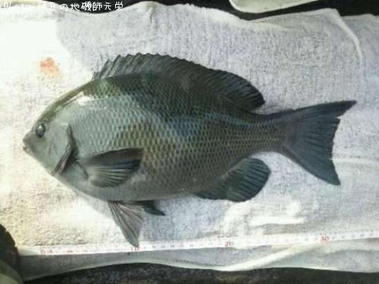 �����᥸��